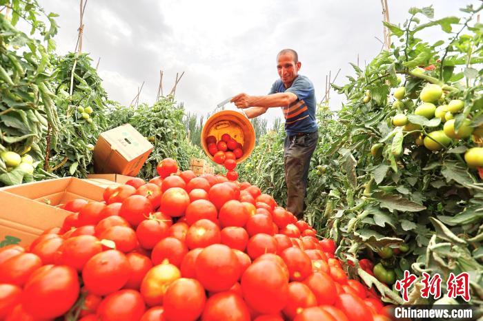 Cidade de Kuqa realiza colheita abundante de tomate