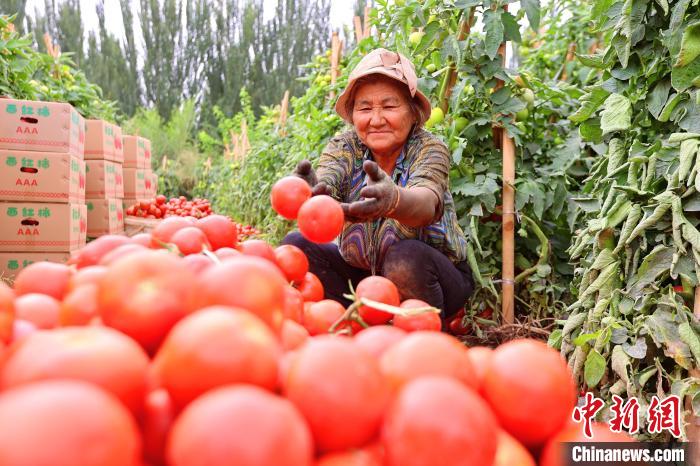 Cidade de Kuqa realiza colheita abundante de tomate