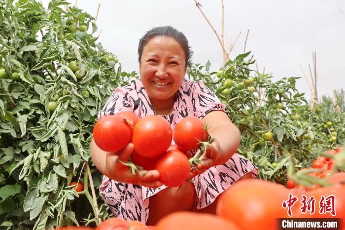 Cidade de Kuqa realiza colheita abundante de tomate