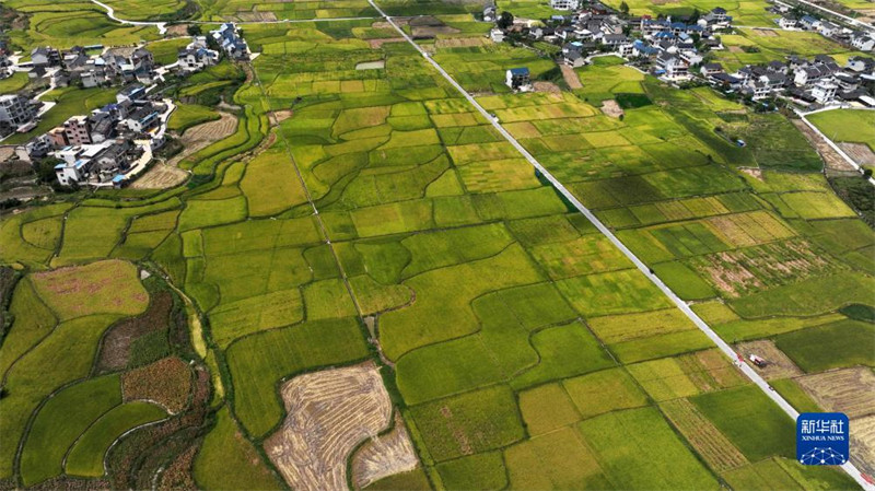 Guizhou inicia temporada de colheita de arroz