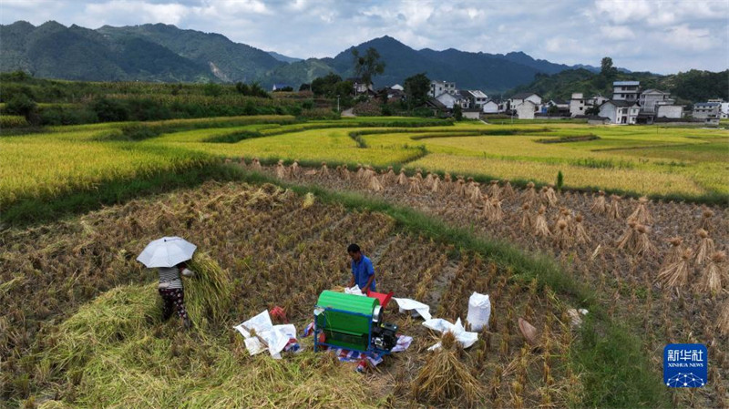 Guizhou inicia temporada de colheita de arroz