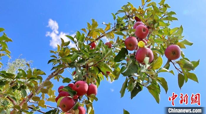 Cidade de Kuqa realiza colheita abundante de frutas em Xinjiang