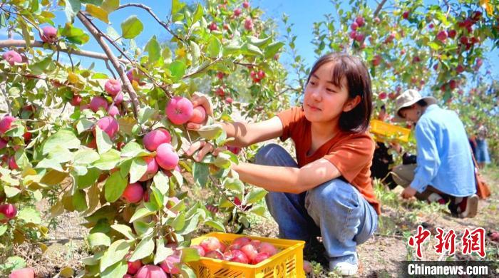 Cidade de Kuqa realiza colheita abundante de frutas em Xinjiang