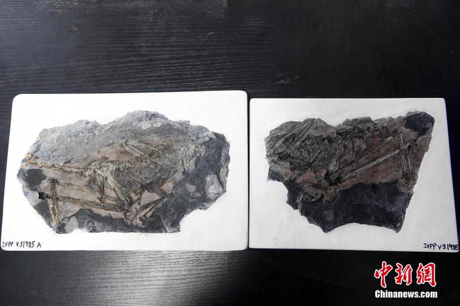 China descobre fóssil do dinossauro de avialae com 150 milhões de anos