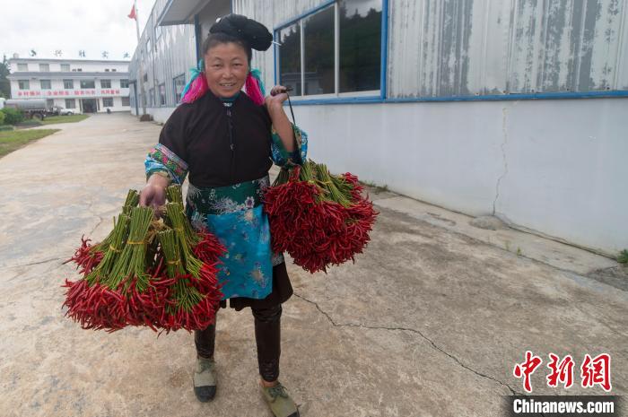 Guizhou realiza colheita abundante de pimentas