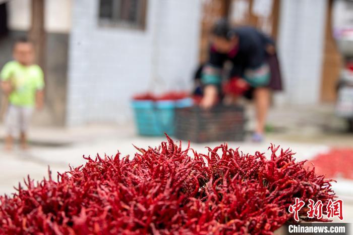 Guizhou realiza colheita abundante de pimentas