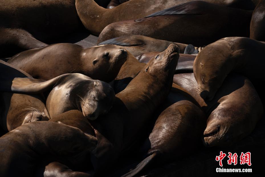 EUA: leões-marinhos passam tempo tranquilo no Píer 39