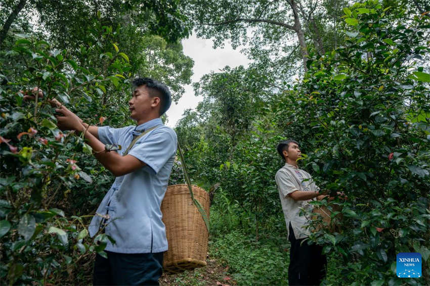 China: antigas florestas de chá em Pu'er são listadas como patrimônio mundial