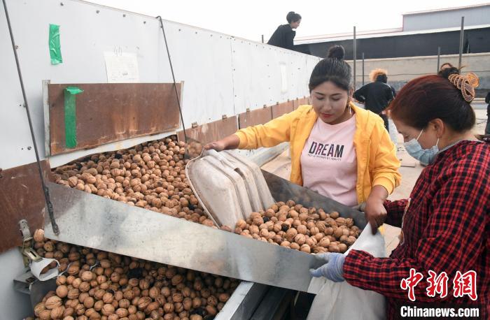 Xinjiang inicia temporada de consumo de nozes