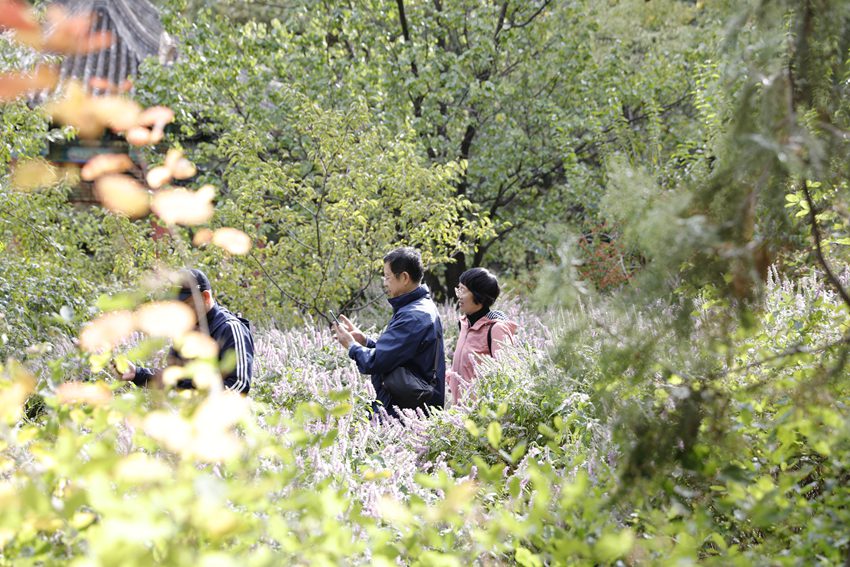 Galeria: florescimento de crisântemos atrai visitantes ao parque Xiangshan