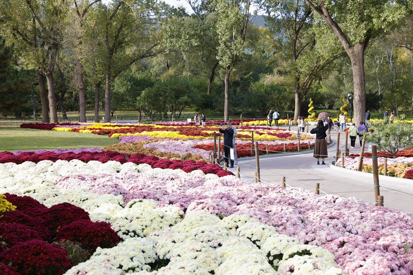 Galeria: florescimento de crisântemos atrai visitantes ao parque Xiangshan