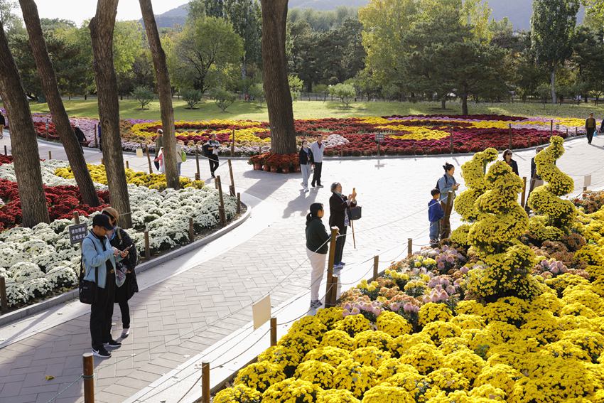 Galeria: florescimento de crisântemos atrai visitantes ao parque Xiangshan