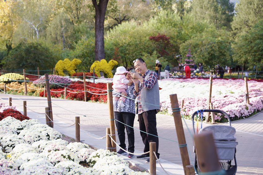 Galeria: florescimento de crisântemos atrai visitantes ao parque Xiangshan