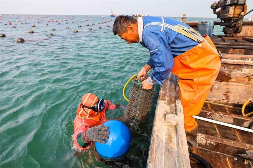 Festival Cultural da Colheita de Pepino do Mar de 2023 foi realizado na ilha Guanglu, no nordeste da China