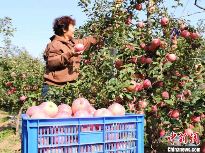 Qingdao dá início à temporada da colheita da maçã, leste da China