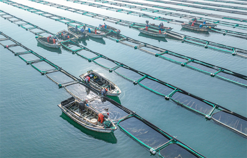 Shandong dá início à colheita de outono de pepino-do-mar