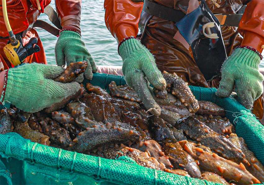 Shandong dá início à colheita de outono de pepino-do-mar