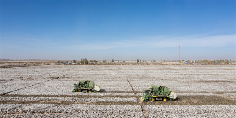 Algodão entra na temporada de colheita em Xinjiang