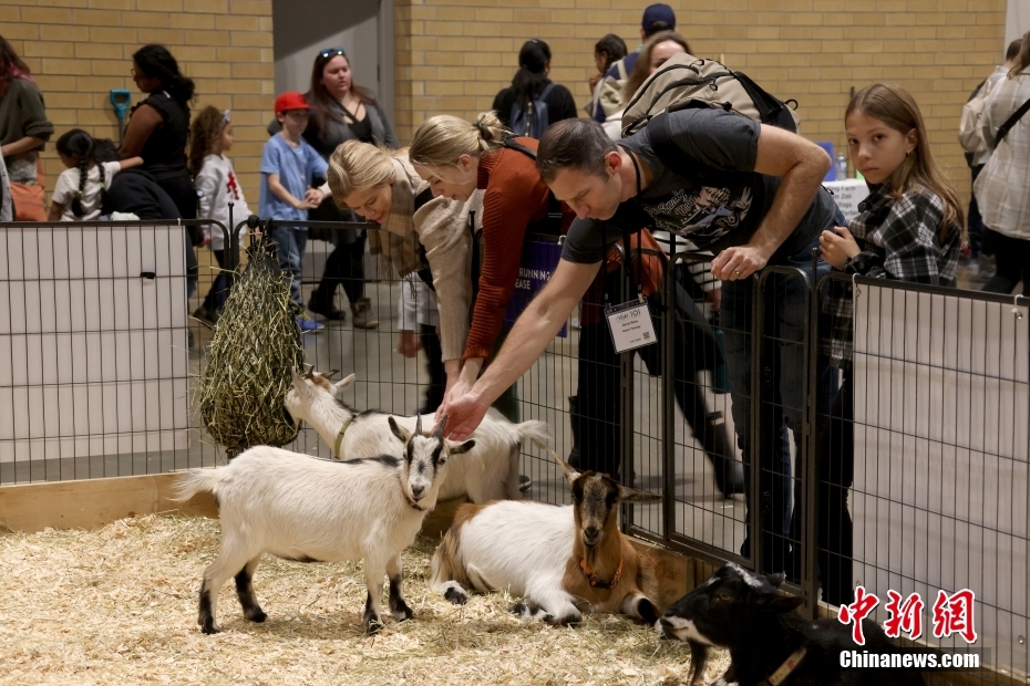 Canadá: Toronto realiza 101ª Feira Agrícola Real de Inverno