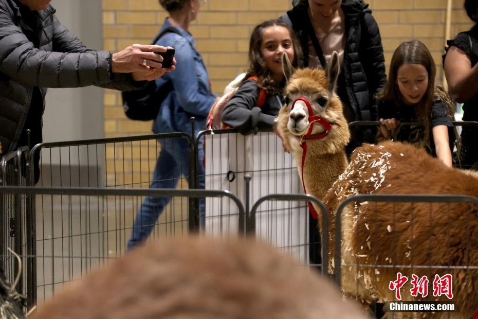 Canadá: Toronto realiza 101ª Feira Agrícola Real de Inverno