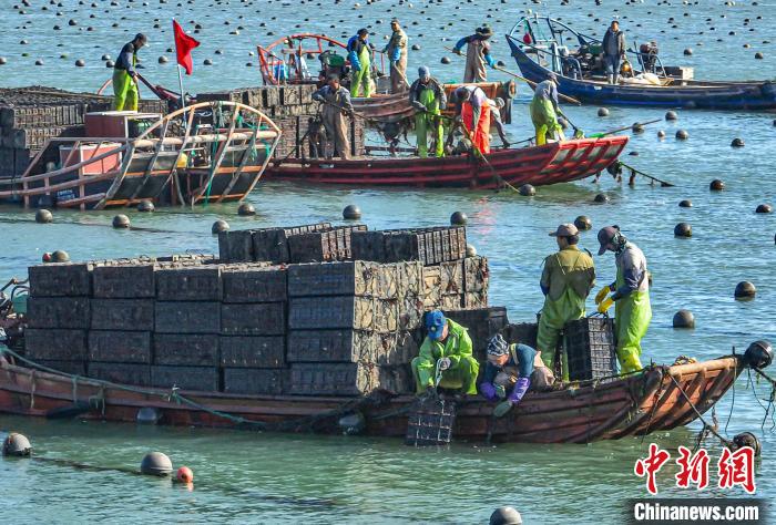 Aquicultores de Shandong transferem abalones para sul da China