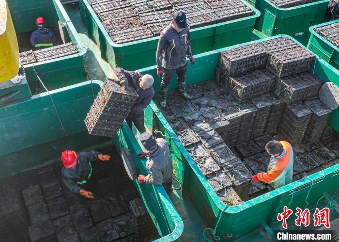 Aquicultores de Shandong transferem abalones para sul da China