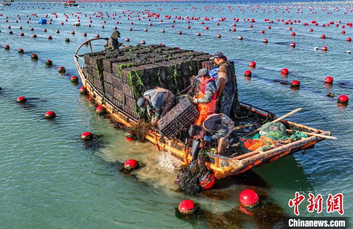 Aquicultores de Shandong transferem abalones para sul da China