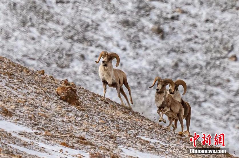 Galeria: vida selvagem está movimentada no Parque Nacional Sanjiangyuan