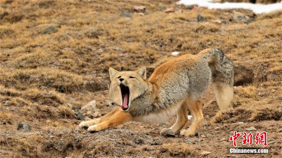 Galeria: vida selvagem está movimentada no Parque Nacional Sanjiangyuan