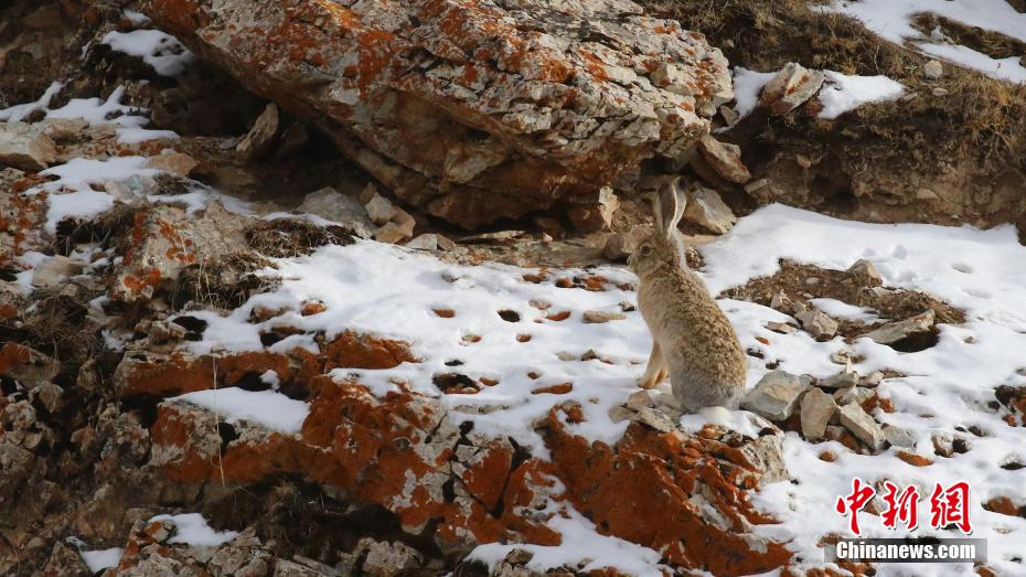 Galeria: vida selvagem está movimentada no Parque Nacional Sanjiangyuan