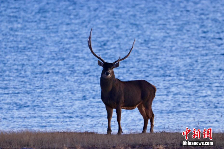 Galeria: vida selvagem está movimentada no Parque Nacional Sanjiangyuan