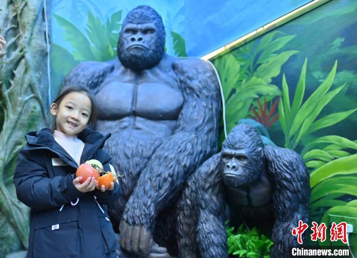 Parque Zoológico e Botânico de Changchun dá início à Semana Internacional de Cuidados com os Orangotangos