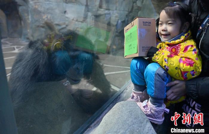 Parque Zoológico e Botânico de Changchun dá início à Semana Internacional de Cuidados com os Orangotangos