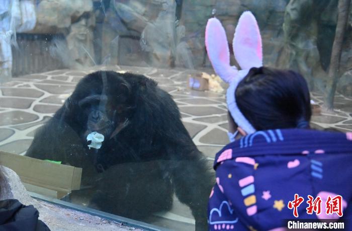 Parque Zoológico e Botânico de Changchun dá início à Semana Internacional de Cuidados com os Orangotangos