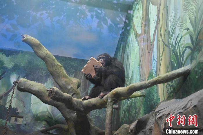 Parque Zoológico e Botânico de Changchun dá início à Semana Internacional de Cuidados com os Orangotangos