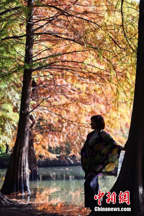 Galeria: paisagem invernal da Montanha Púrpura em Nanjing