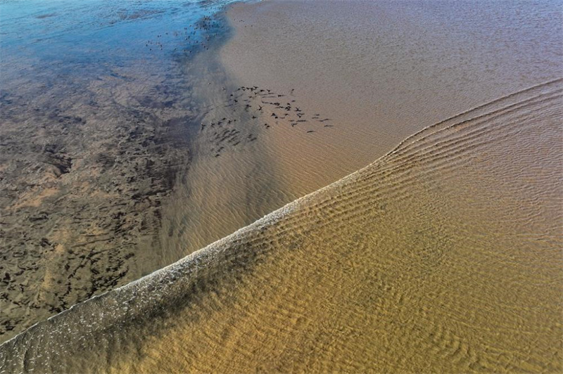 Veja as aves sobrevoarem a maré do rio Qiantang