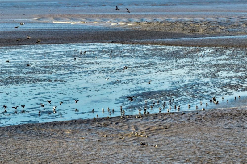 Veja as aves sobrevoarem a maré do rio Qiantang