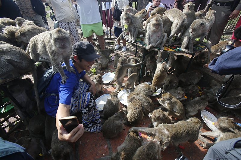 Tailândia: Lopburi realiza buffet anual dedicado aos macacos
