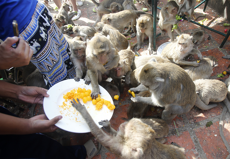 Tailândia: Lopburi realiza buffet anual dedicado aos macacos
