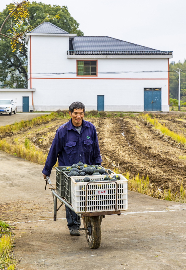 Jiangxi recebe temporada de colheita de abóbora