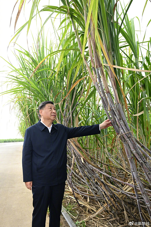 Xi Jinping inspeciona cidade de Laibin, em Guangxi, no sul da China