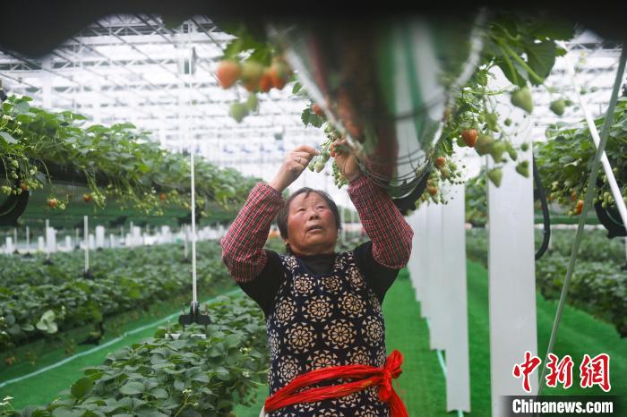 Agricultura digital ajuda agricultores a lucrar mais no leste da China