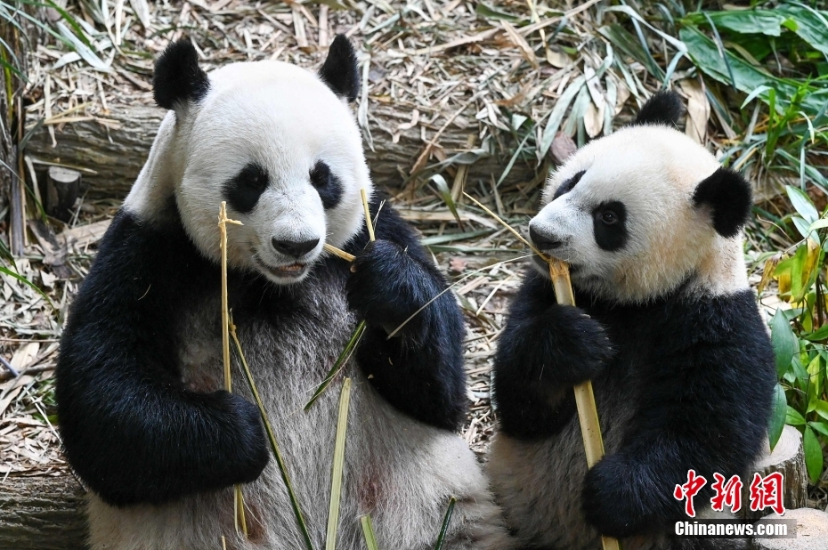 Panda gigante Le Le deixa Singapura rumo à China