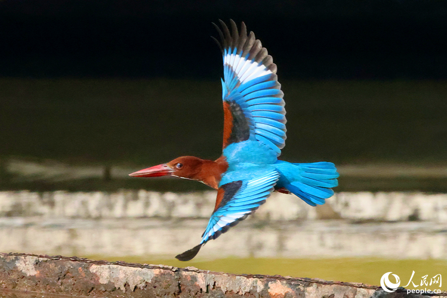 Guarda-Rios-de-Papo-Branco é visto num parque em Xiamen, sudeste da China