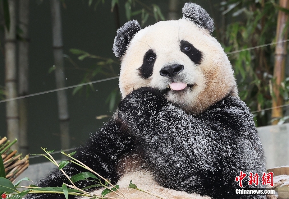 Panda gigante 'Fu Bao' retornará à China no início de abril