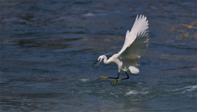 Xiamen: garças-brancas voam no Lago Yundang