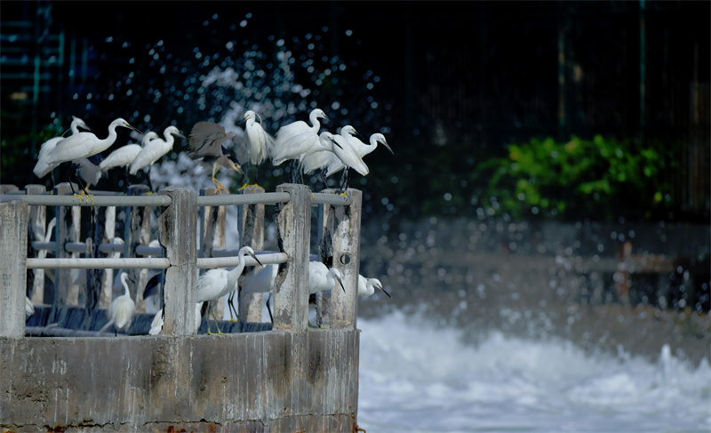 Xiamen: garças-brancas voam no Lago Yundang