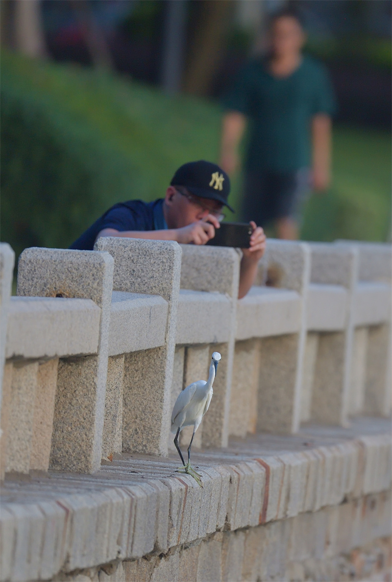 Xiamen: garças-brancas voam no Lago Yundang