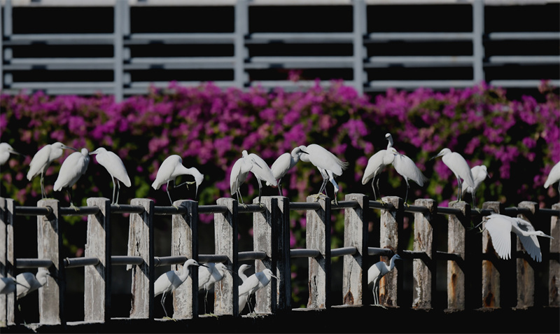 Xiamen: garças-brancas voam no Lago Yundang